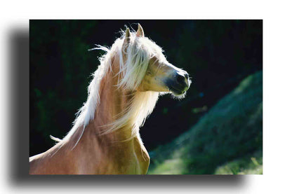 Caballo Haflinger