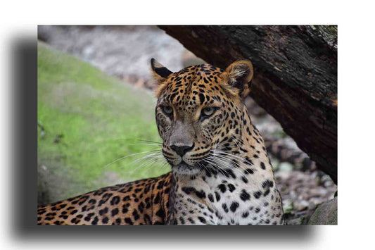 Leopardo africano descansando