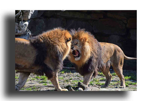 Leones africanos luchando