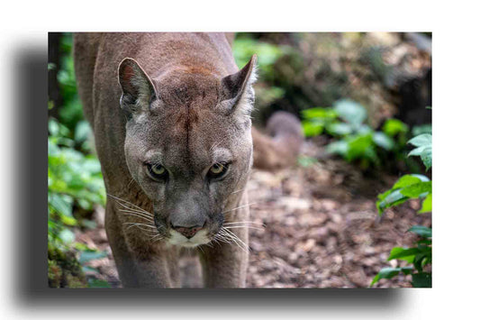 Puma americano