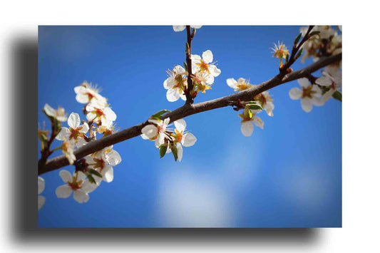 Fondo de flores de primavera