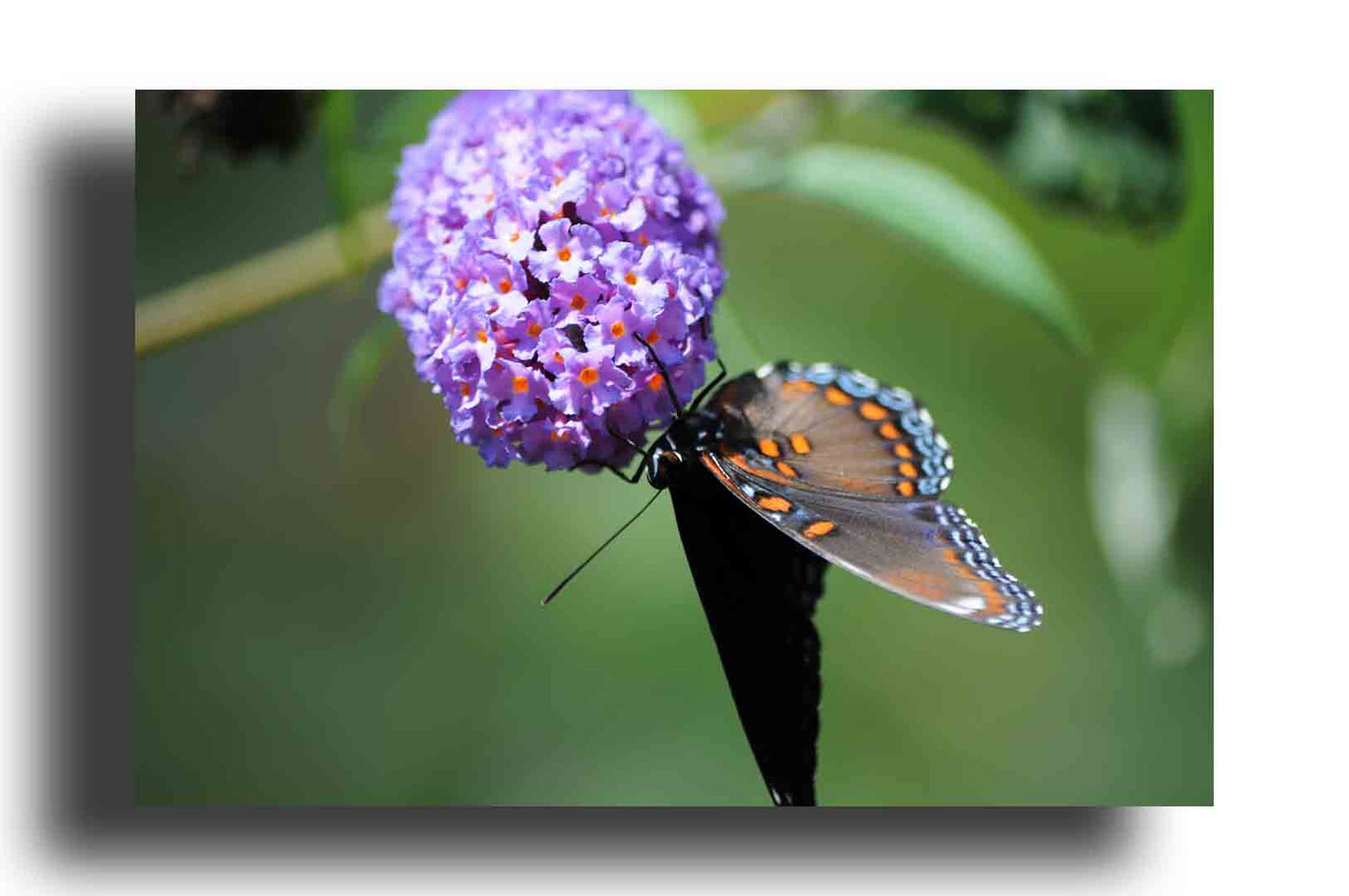 Mariposa Golondrina Negra