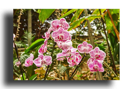 Orquídeas en Flor