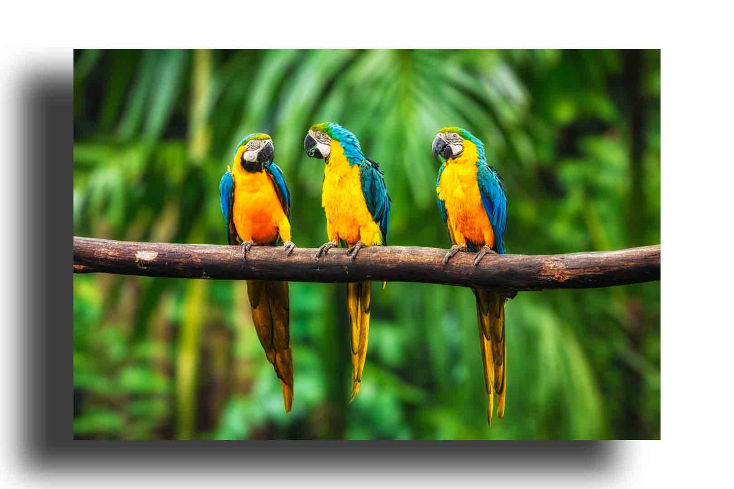 Guacamayo Azul y Amarillo en la Jungla