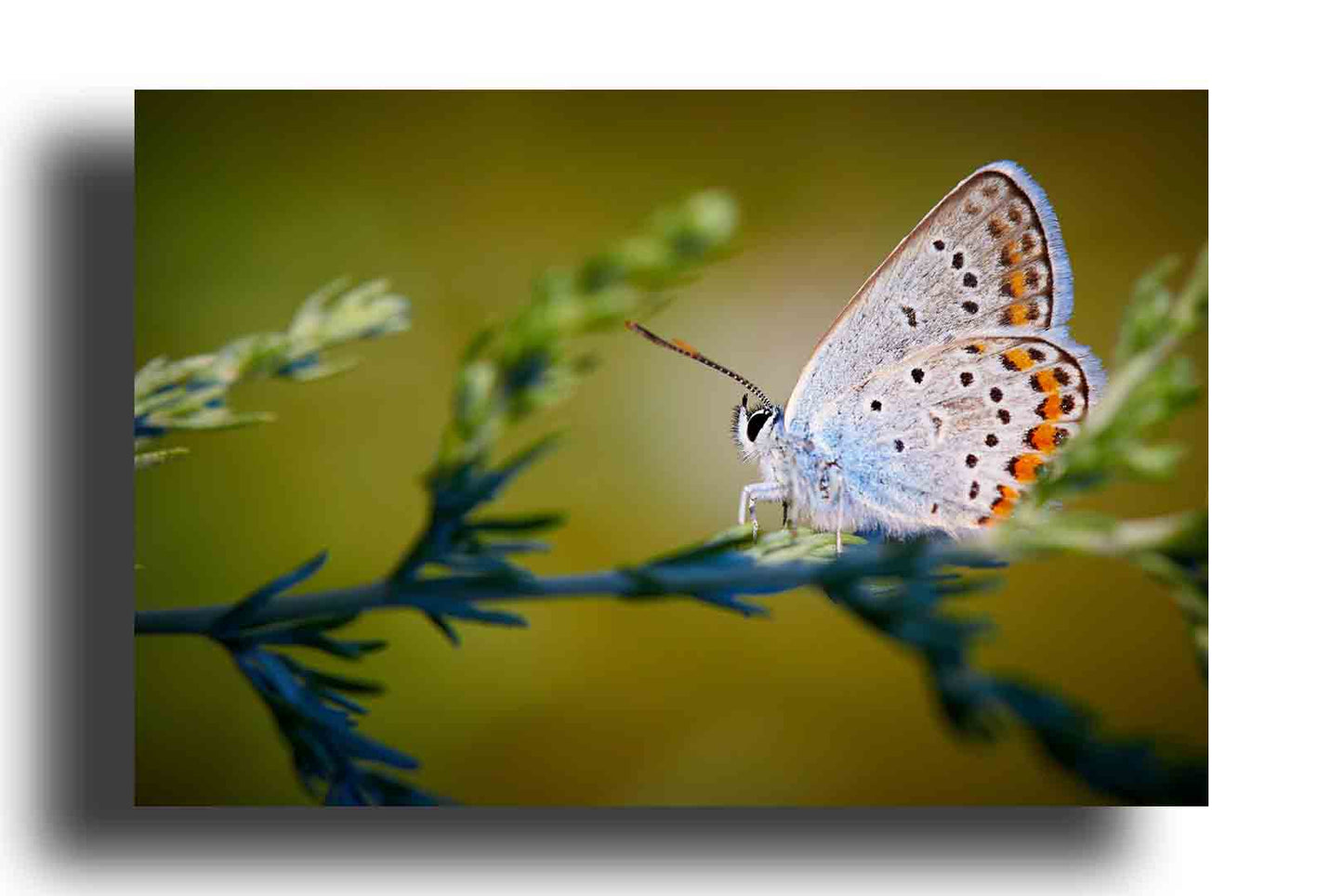 Mariposa en rama