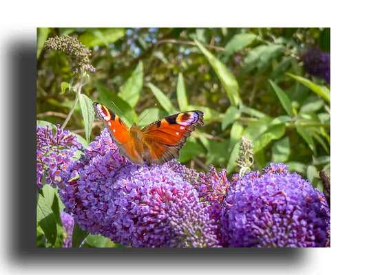 Mariposa en su esplendor