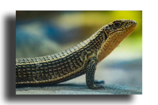 Lagarto Verde