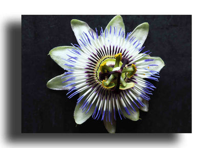 Flor de Passiflora